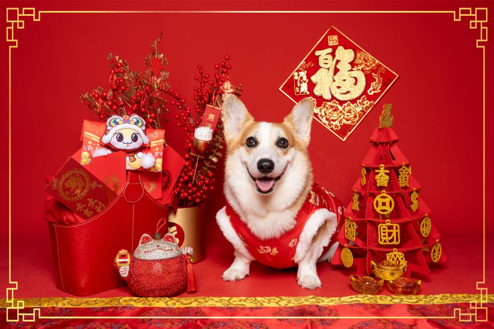 Corgi wearing red Chinese New Year outfit poses with festive decorations and lucky symbols on red background.