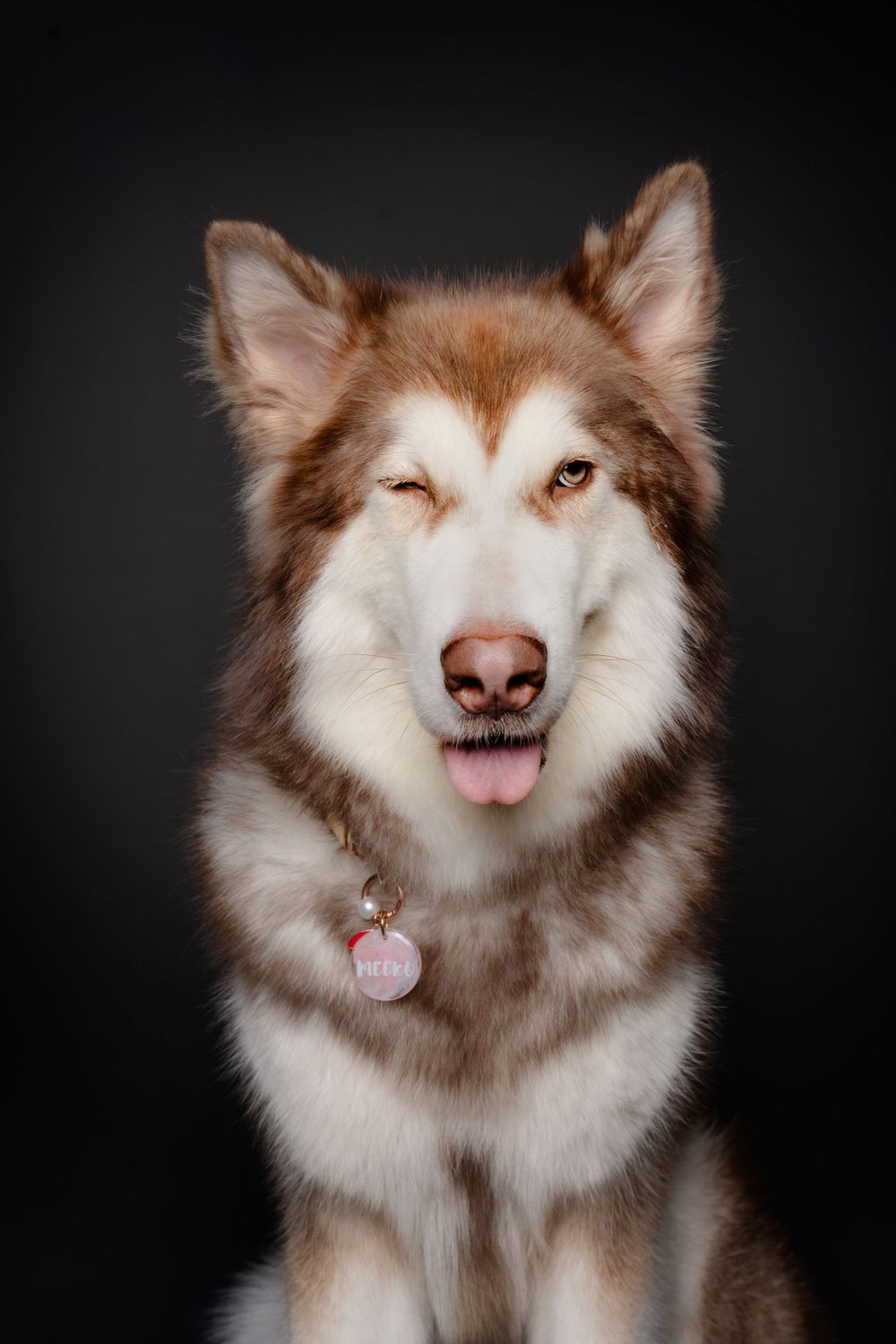 Brown and white Alaskan Malamute dog with one eye winking and tongue sticking out against dark background.