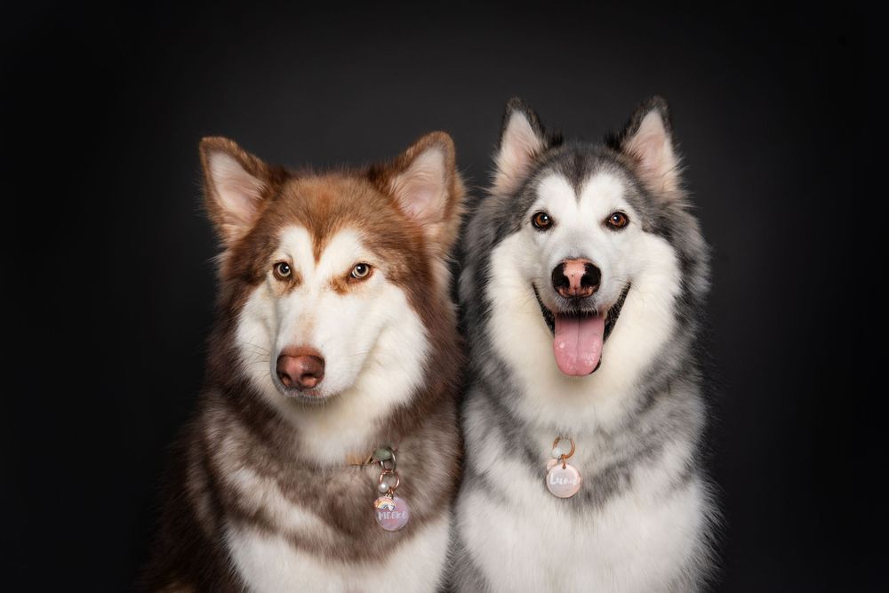 Two Alaskan Malamute dogs, one brown and white and one gray and white, posing together against a dark background.
