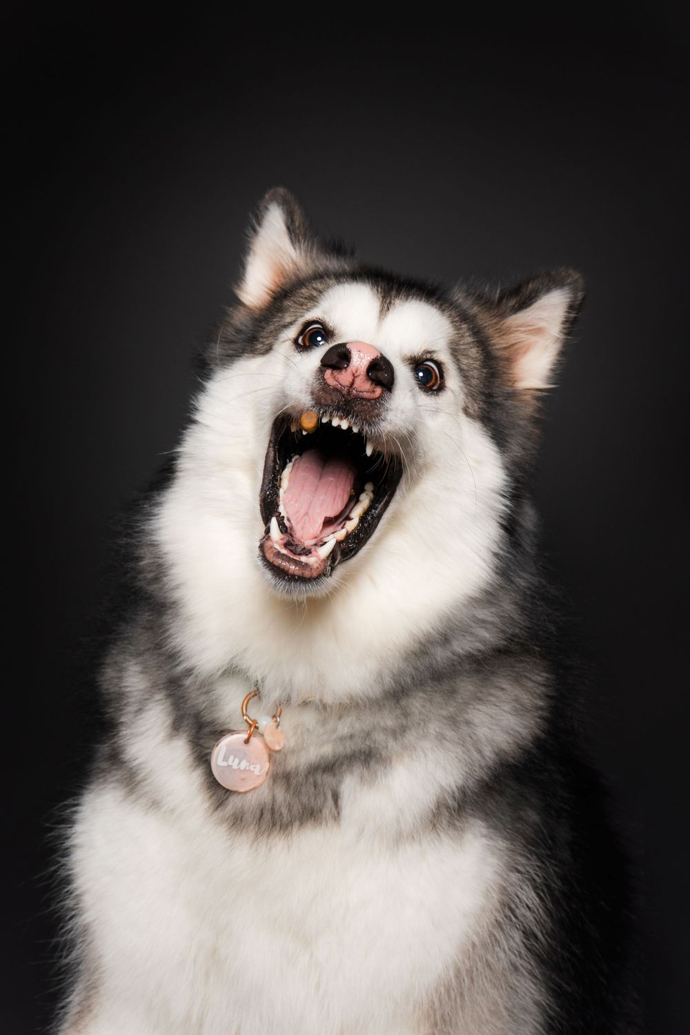 Black and white Husky dog with open mouth appears to be laughing or yawning against dark background.