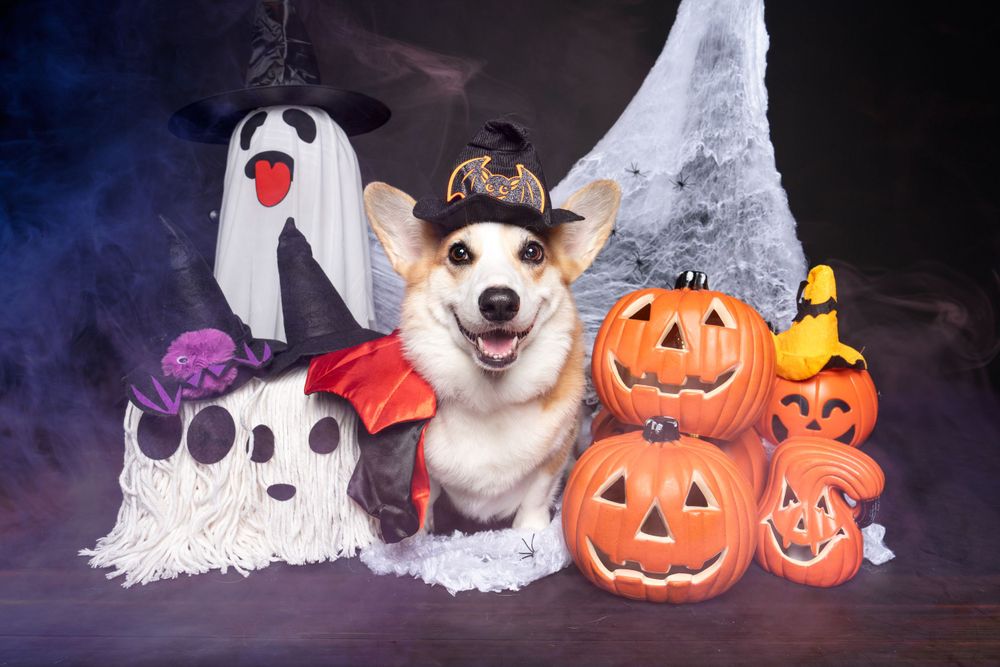A smiling Corgi dog in a Halloween costume posed with ghost decorations and carved pumpkins against a dark background.