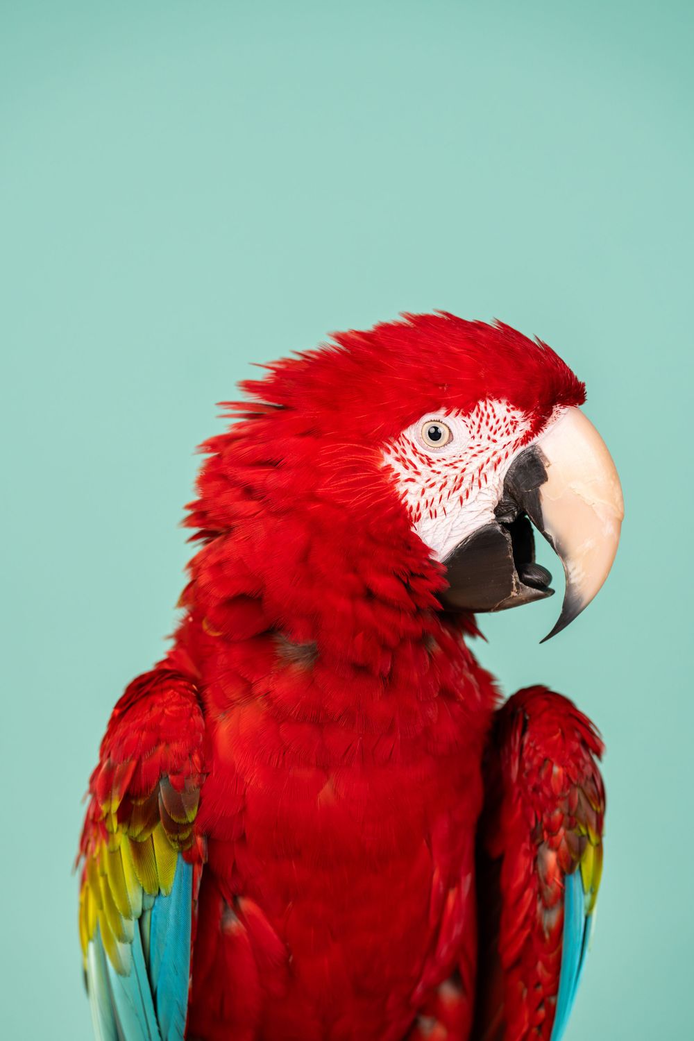 A vibrant scarlet macaw with bright red feathers and blue-yellow wing tips poses against a turquoise background.