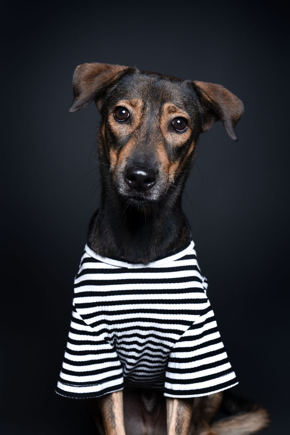 Adorable mixed breed dog in black and white striped shirt poses against dark background for stylish pet portrait.