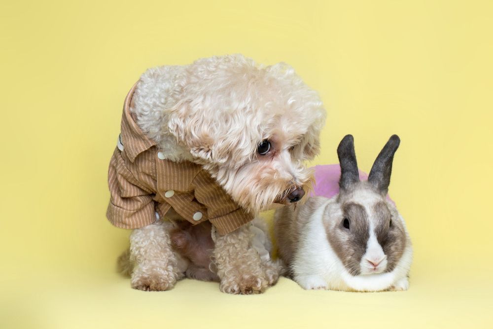 A curly-haired white dog wearing a brown sweater sniffs a black and white rabbit against a yellow background.