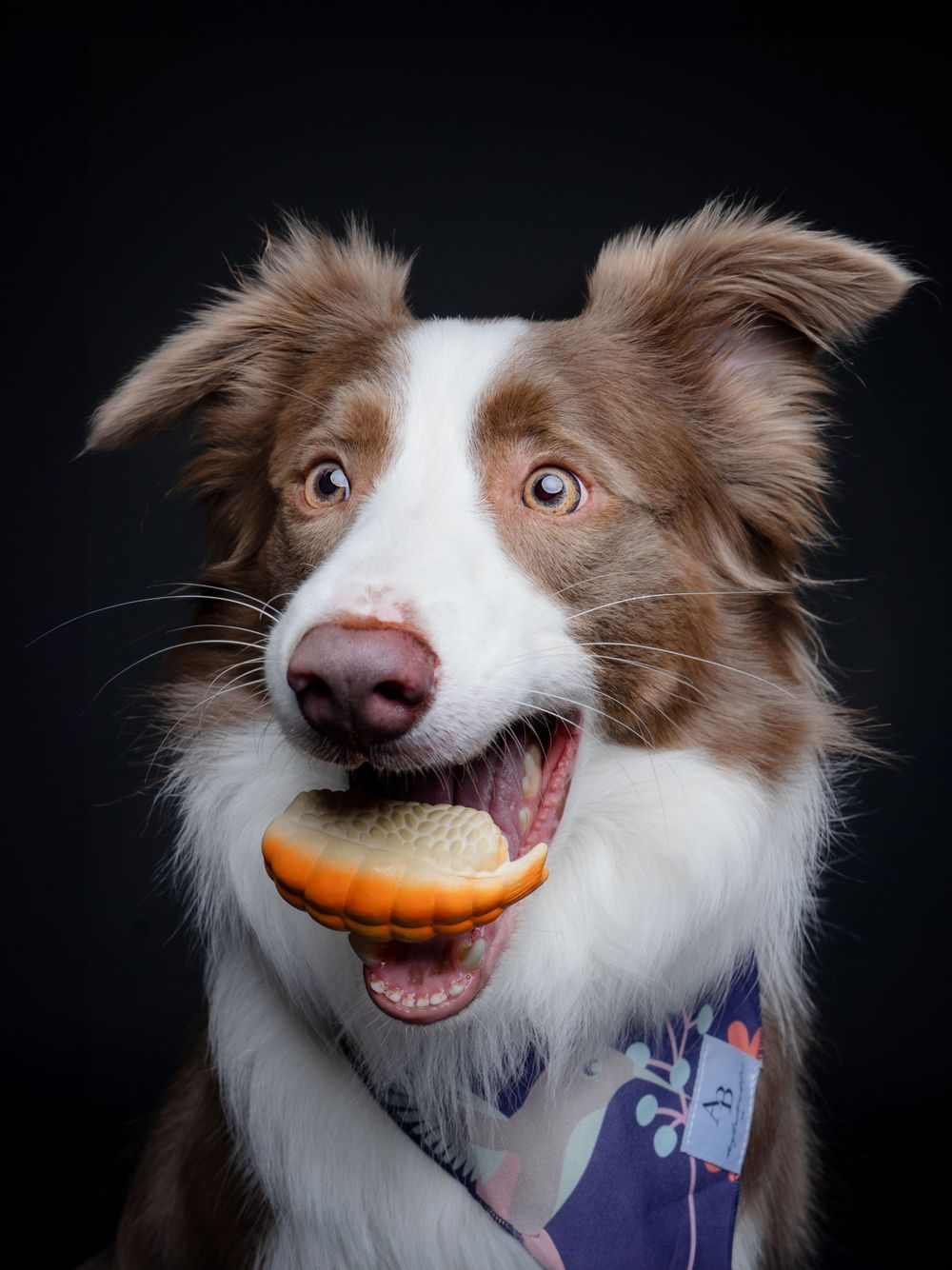 A brown and white Border Collie with fluffy ears holds an orange and cream colored cookie in its mouth against a dark background.