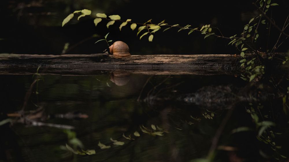 Close-up of a round object reflecting in dark water with leaves overhead.