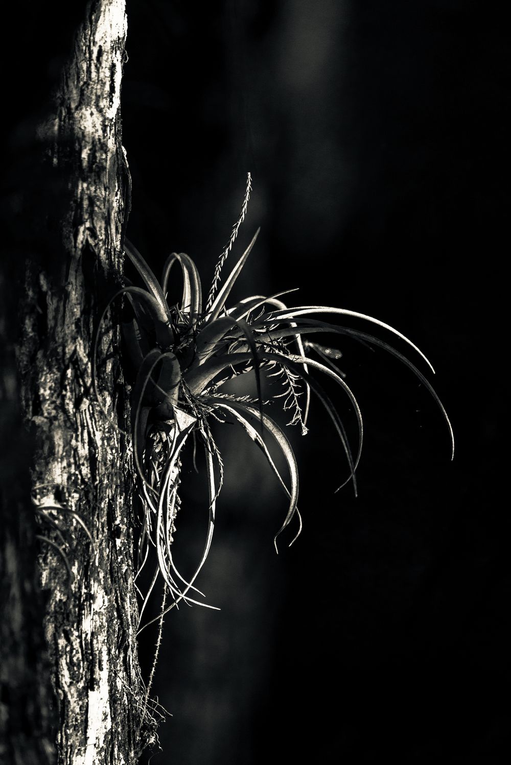 Black and white close-up of an air plant growing on tree bark.