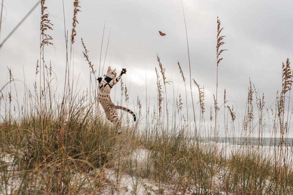 Person jumping to catch a butterfly among tall beach grass and dunes.