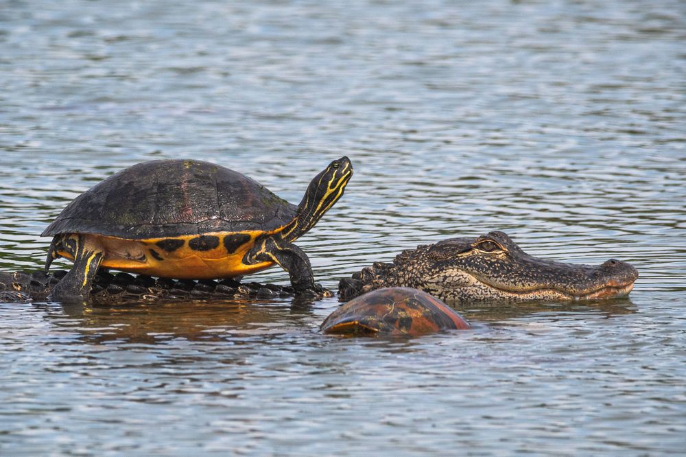 Different types of turtles in Destin Florida. What kind of wildlife will I see on the emerald coast. Matt Johnson Photography