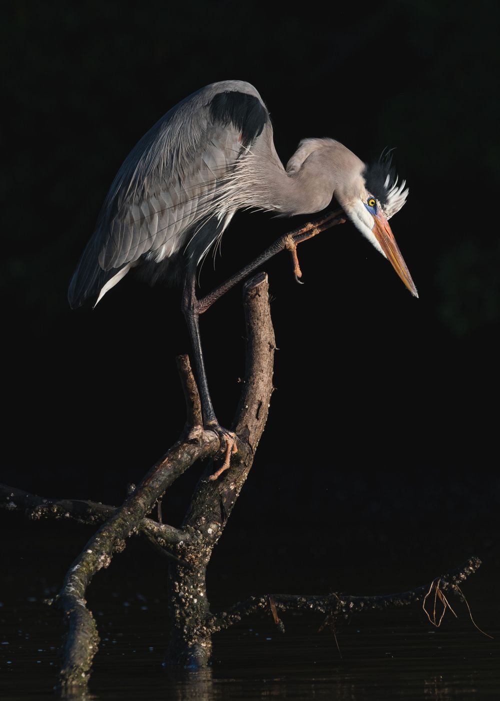 A majestic blue heron perches on a branch at night, displaying its long neck and distinctive plumage.