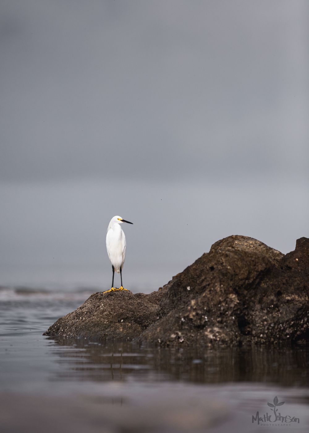 A white egret stands elegantly on a rocky outcrop against a moody gray seascape.