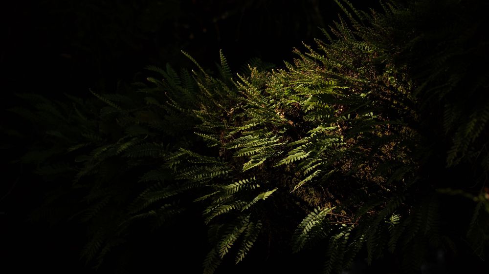 Dark moody photo of green fern leaves against black background.