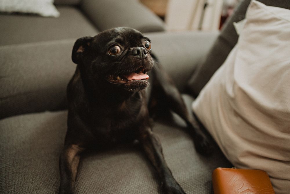 Bride’s dog joyfully participating in the wedding day, adding a personal touch to the celebration