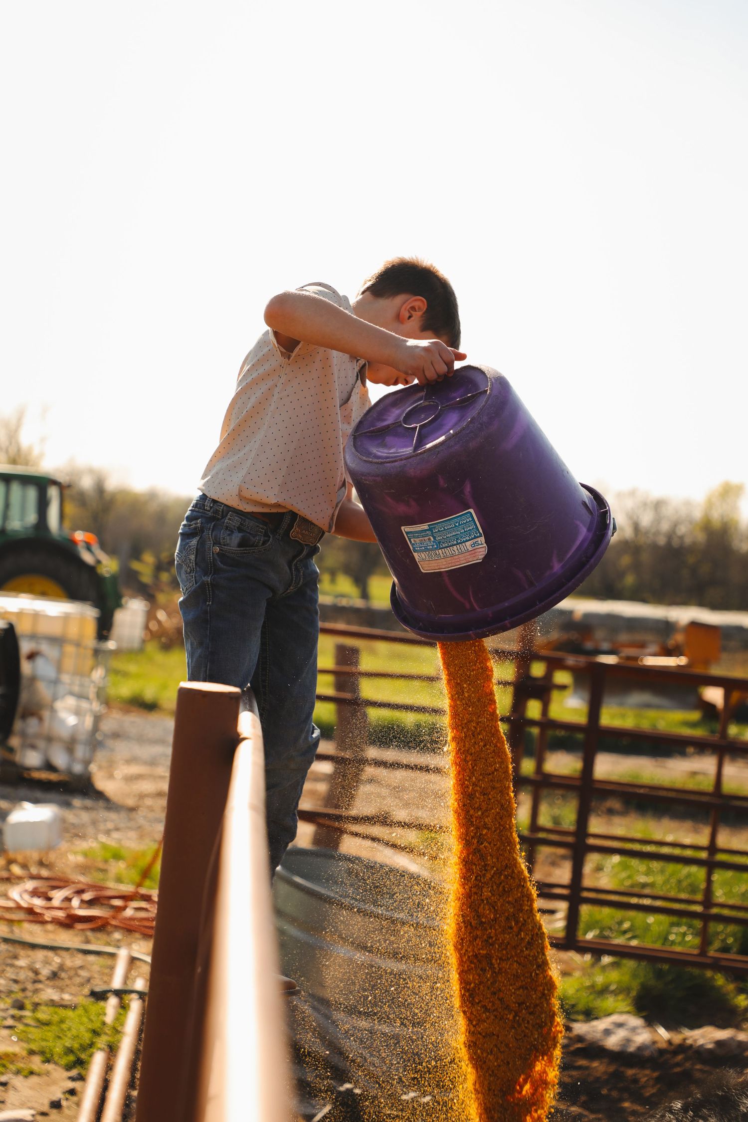 kid feeding cattle