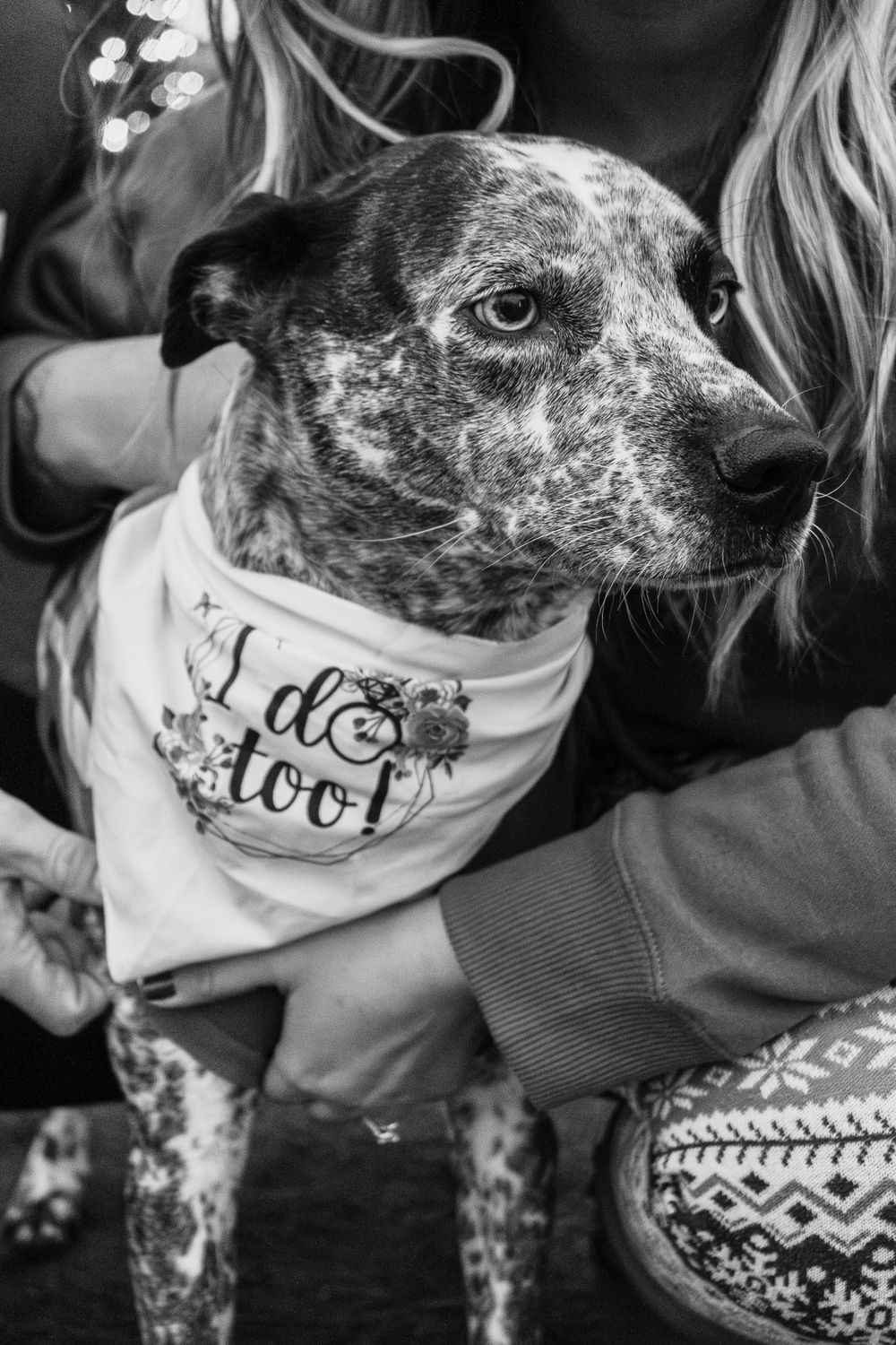 Black and white portrait of spotted dog wearing a bandana.