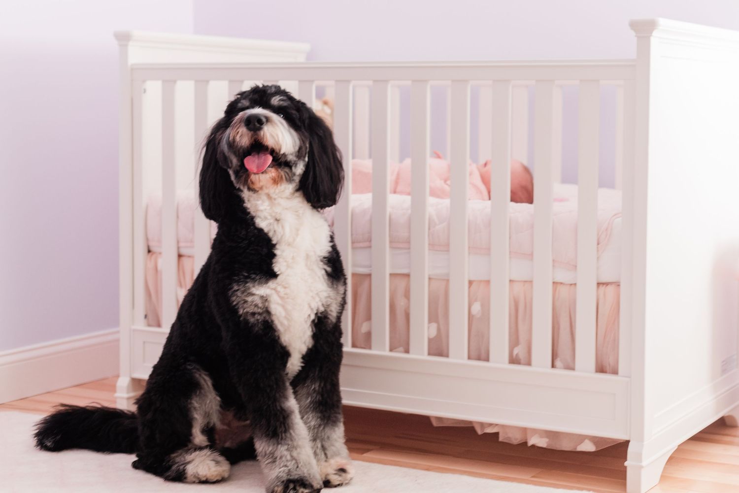 Black and white shaggy dog sitting in front of a white baby crib in a nursery with purple walls.