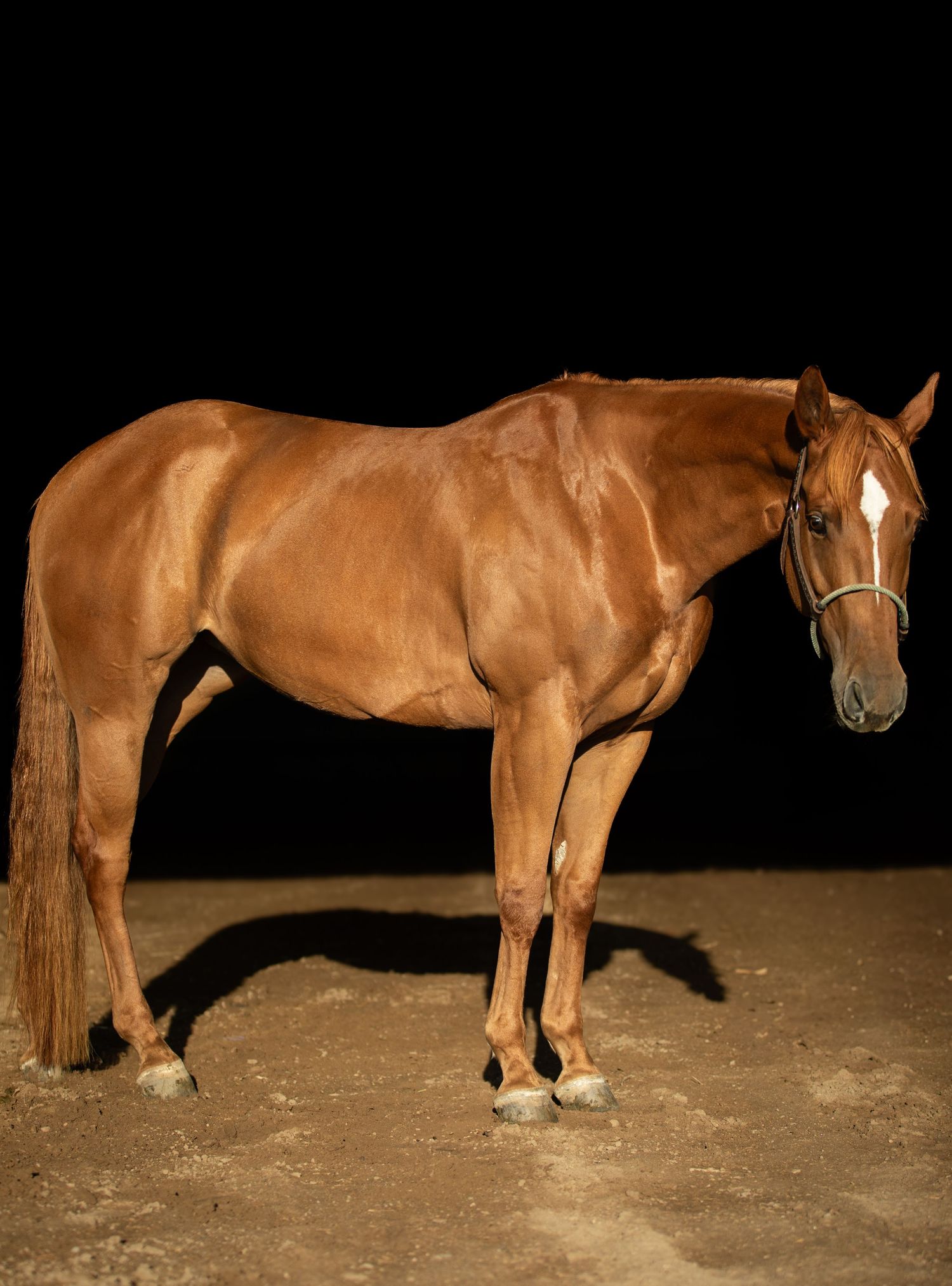 A muscular chestnut horse stands in profile against a black background.