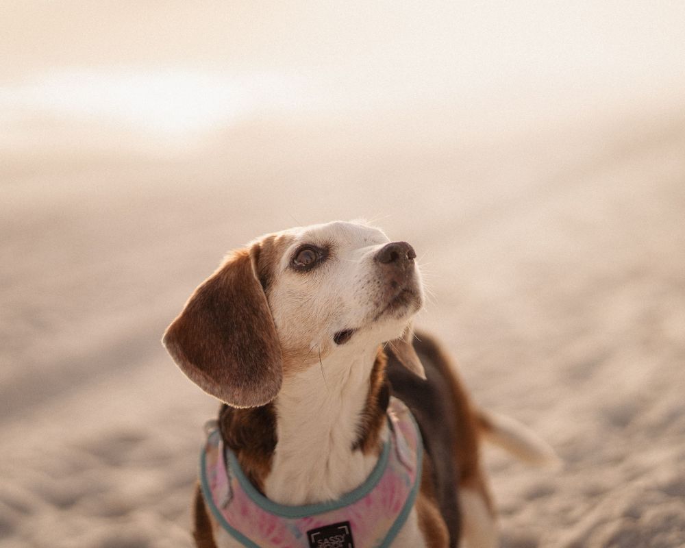 Dog end of life photoshoot at Pensacola Beach
