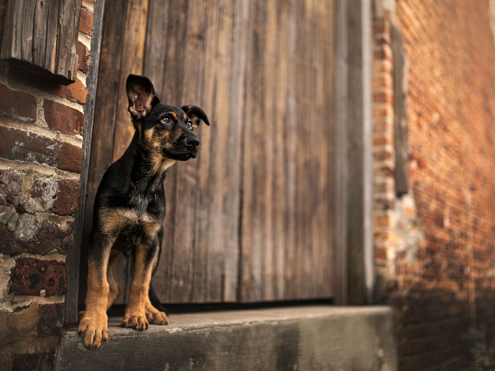 Fine art Pensacola dog photoshoot