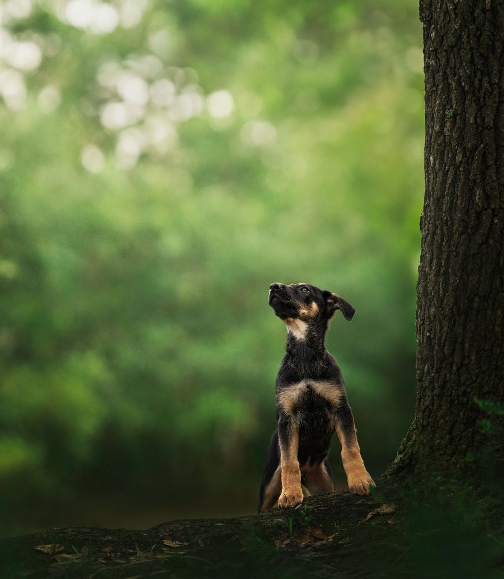 Fine art Pensacola dog photoshoot