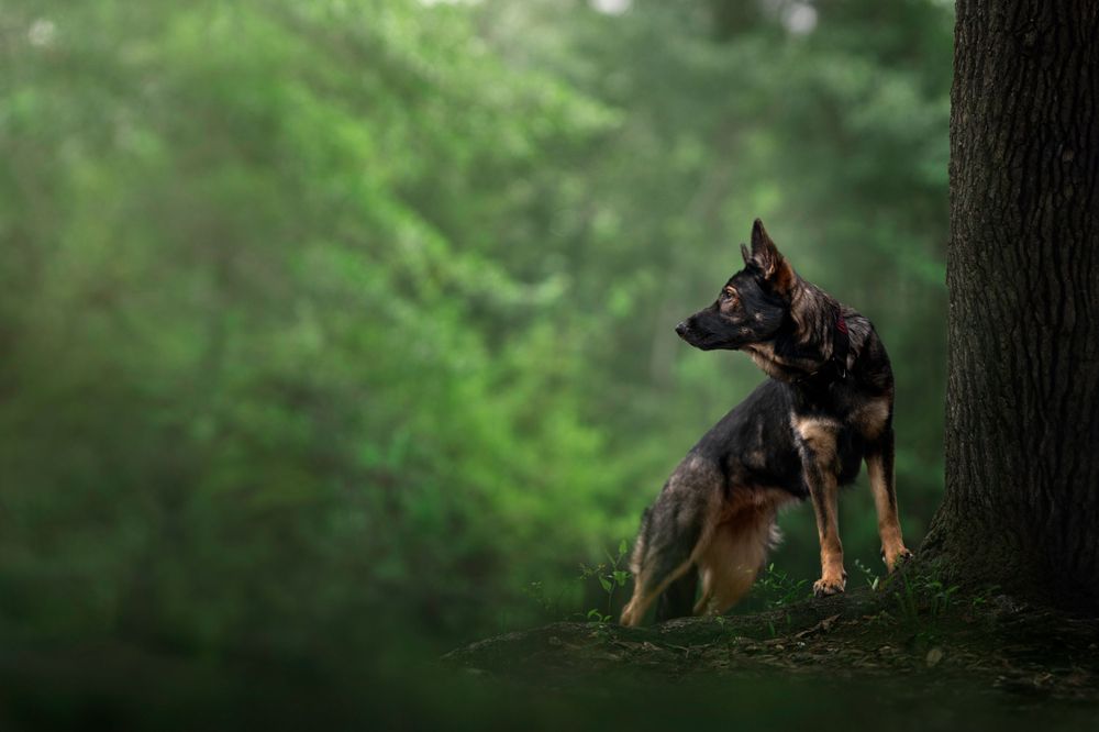 Fine art Pensacola dog photoshoot