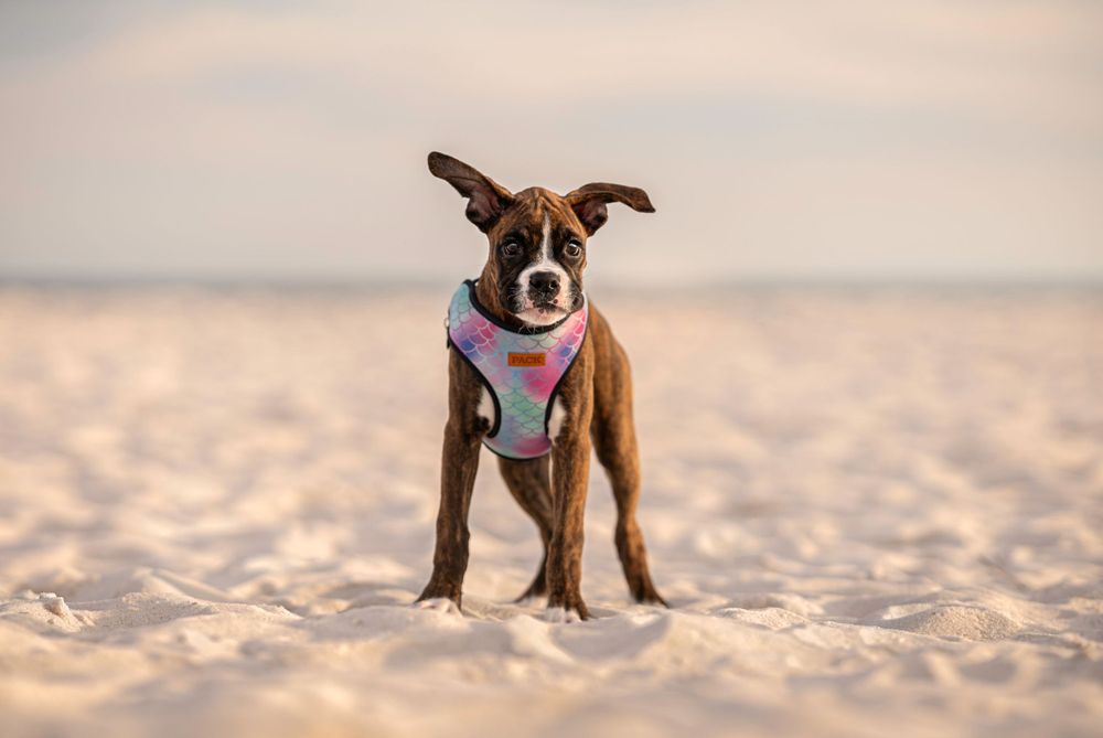 Fine art Pensacola dog photoshoot
