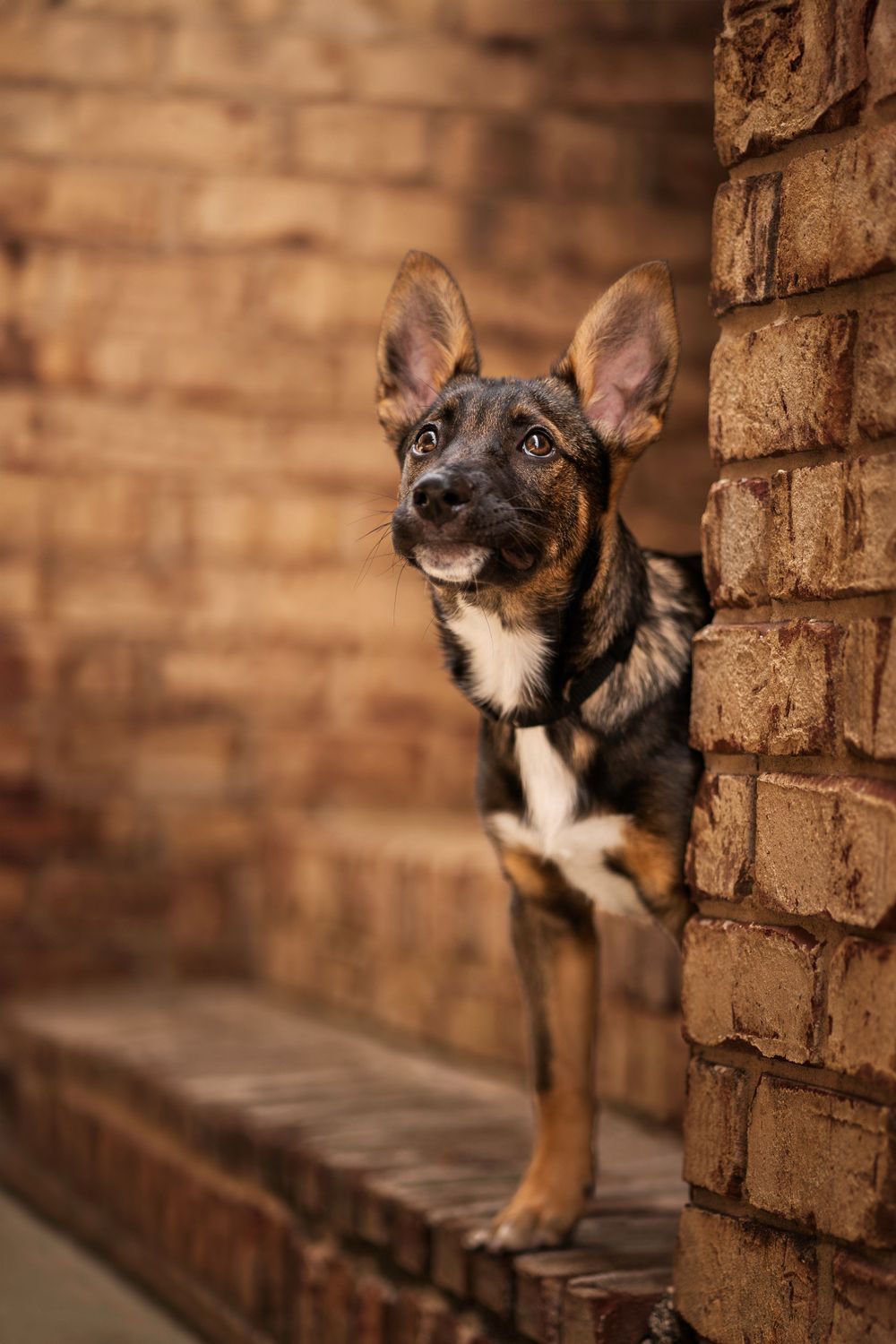 Fine art Pensacola dog photoshoot