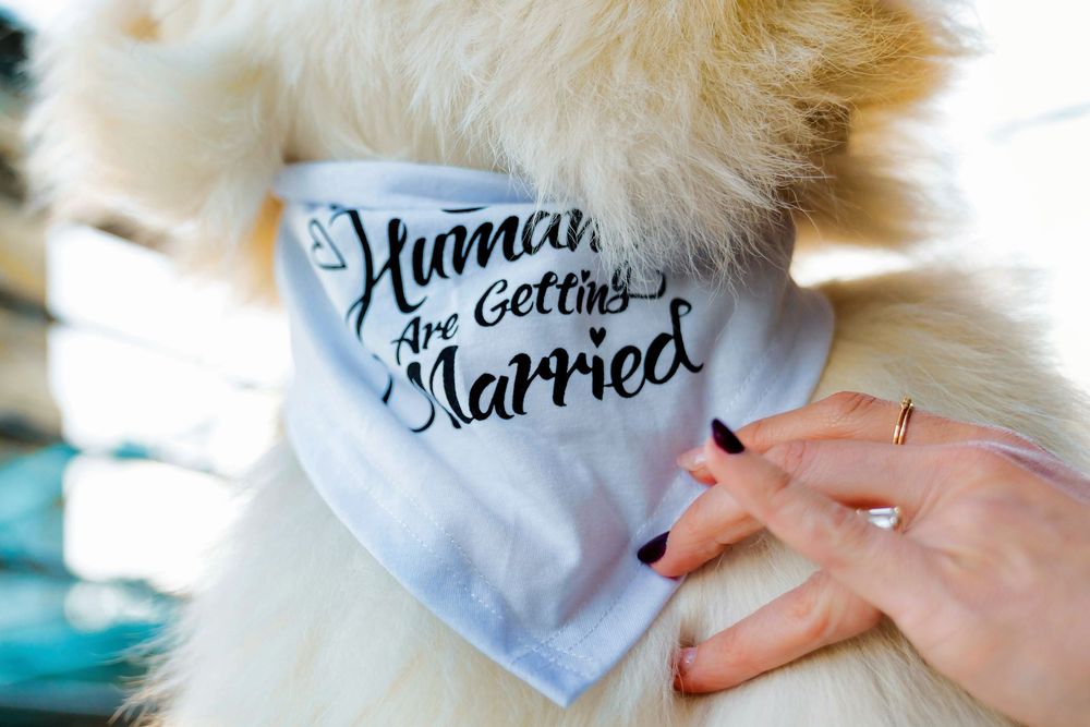 Liz and Chris's Engagement Downtown Cincinnati at Smale Park with posing with their puppy: Cincinnati Wedding Photographer