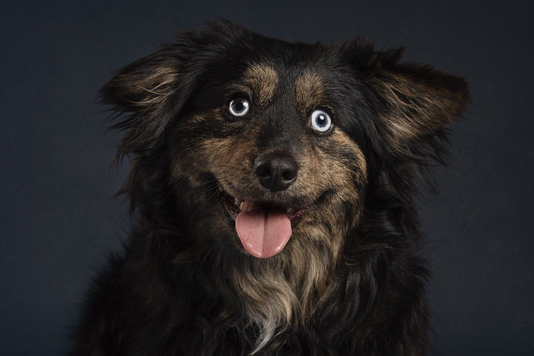 Fine-art hondenfotografie in de studio, portret van hond met rustige expressie
