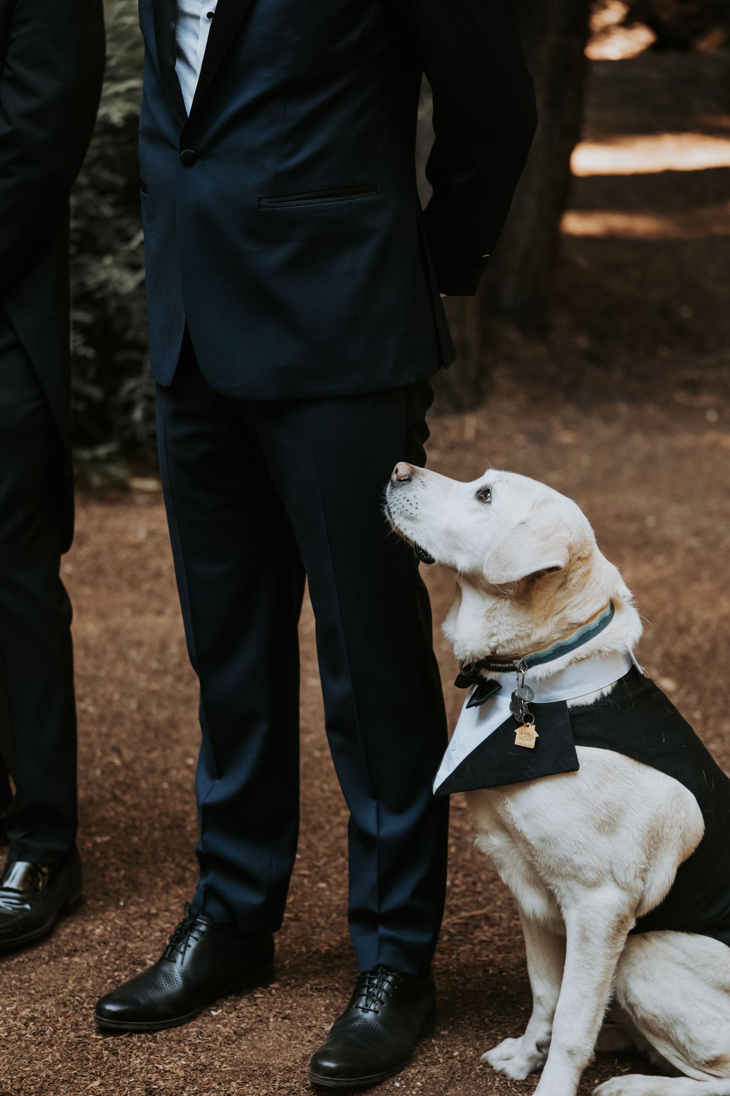 dog ring bearer