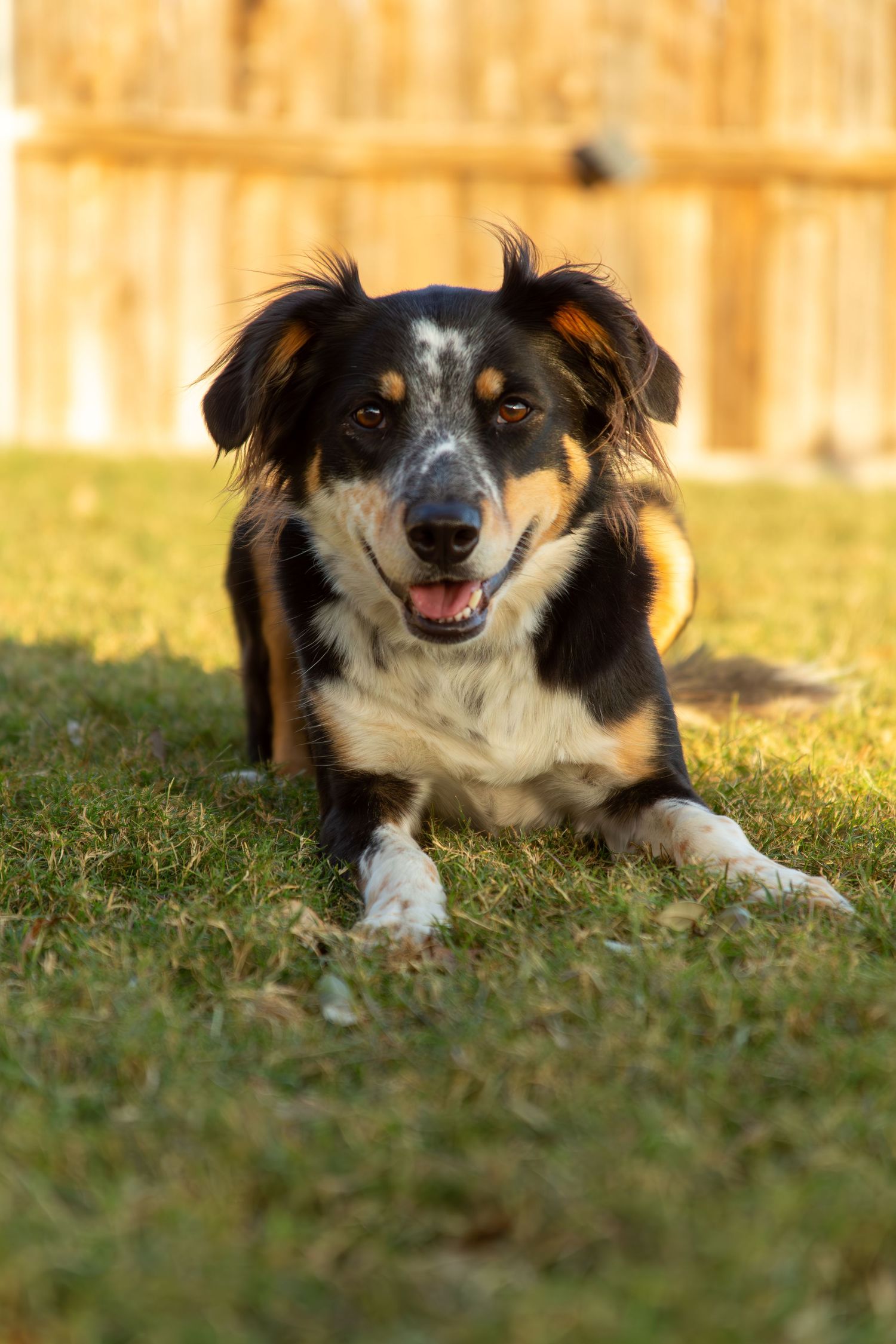 Happy Australian Shepherd mix dog with black and tan fur lying in grass with wooden fence in background.