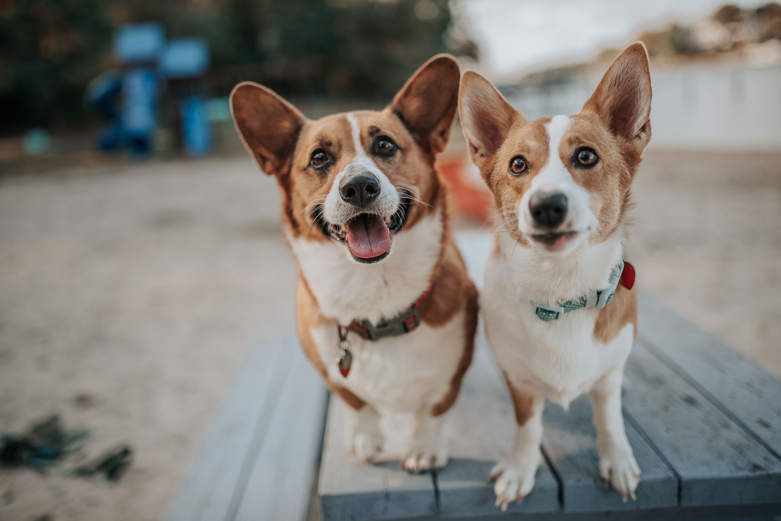 Two smiling Corgi dogs with brown and white fur sit together on a wooden deck outdoors.