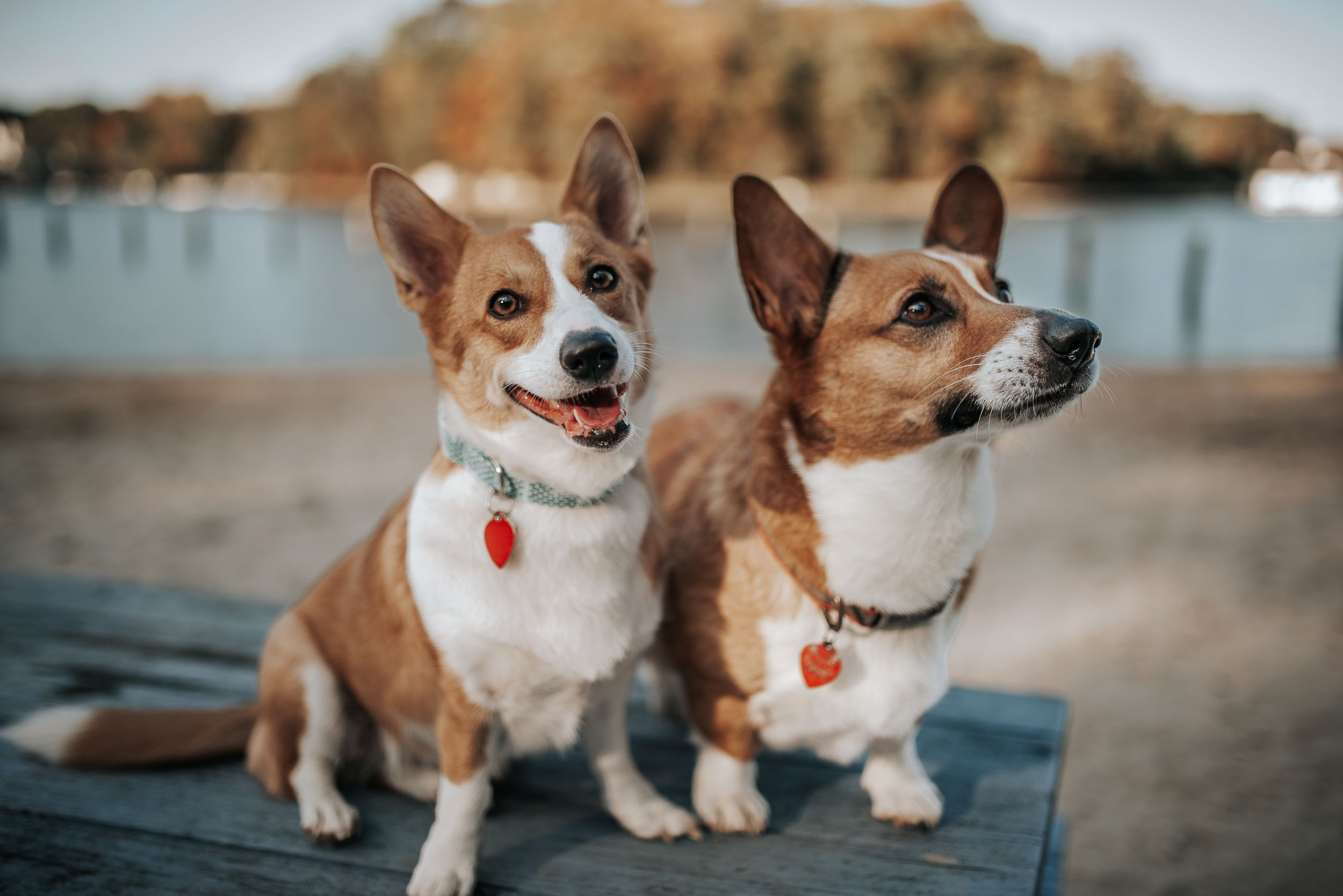 Two brown and white Pembroke Welsh Corgis sitting together on a dock by the water.