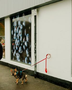 A small dog walks past a storefront window display filled with stuffed elephant plush toys arranged in rows.