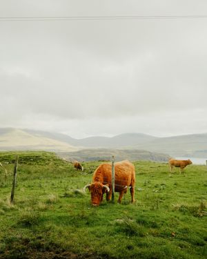 Highland cattle graze peacefully on lush green hillsides with mountains visible in the misty background.