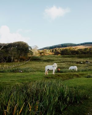 Panoramic view of green pastures with white horses grazing on rolling hills under a blue sky.