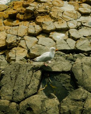 A seagull perches on rugged coastal rocks with golden-brown tones in natural sunlight.