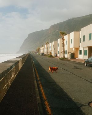 A sequence of coastal houses along a foggy seaside road with mountains in the background and a dog walking in the distance.