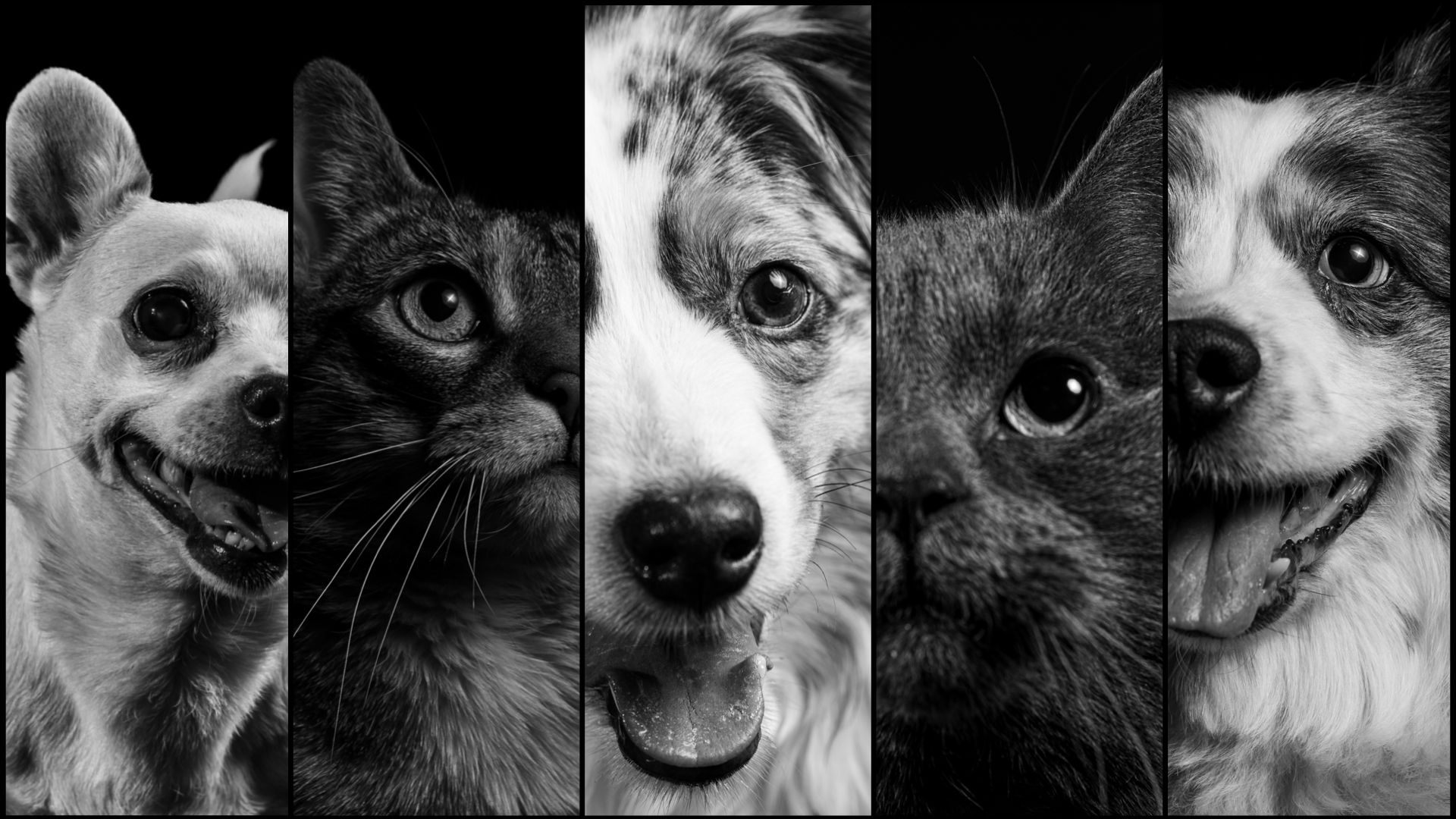 collage of cats and dogs