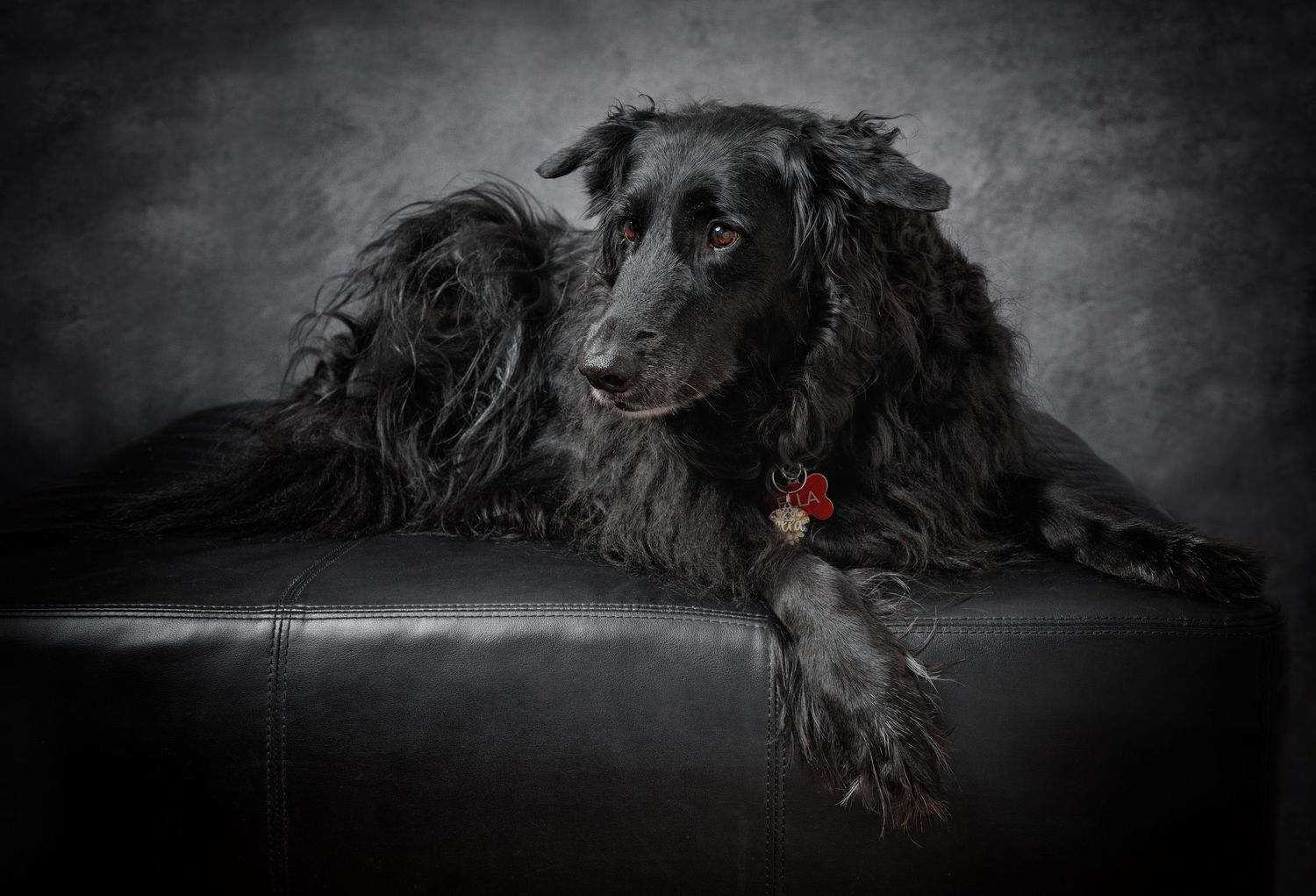 A black dog rests on a dark background creating a moody and artistic low-key portrait.