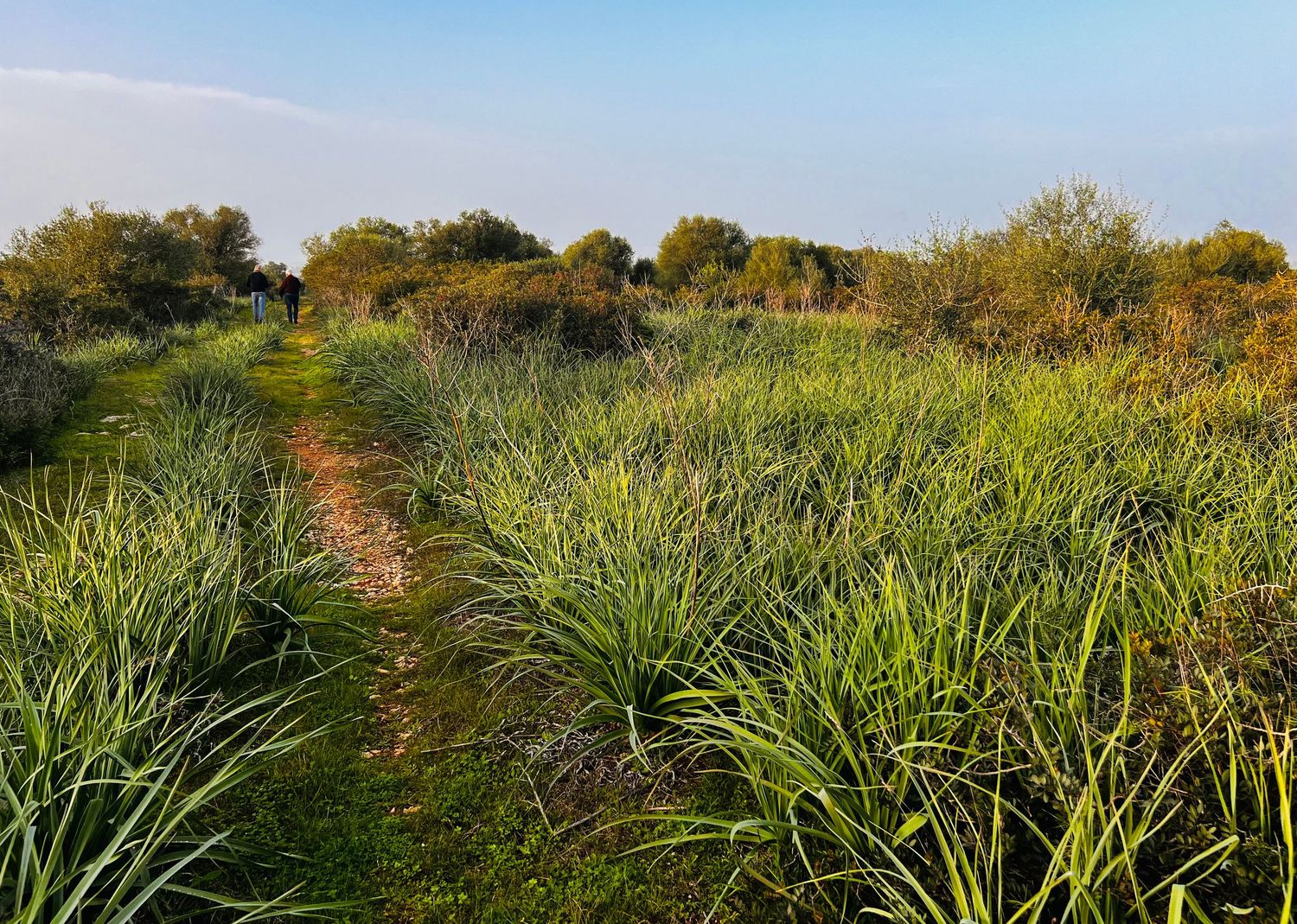 Panoramic view of coastal dunes with native grass and shrubs against blue sky on a sunny day.