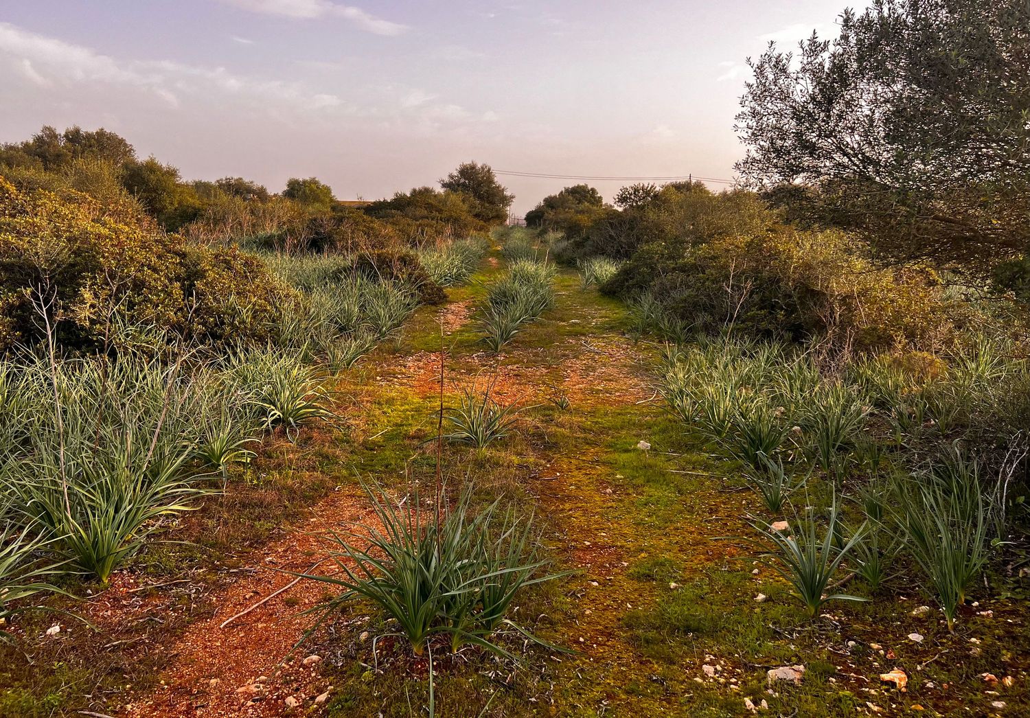 A panoramic view of a winding dirt path through Mediterranean coastal vegetation during golden hour.