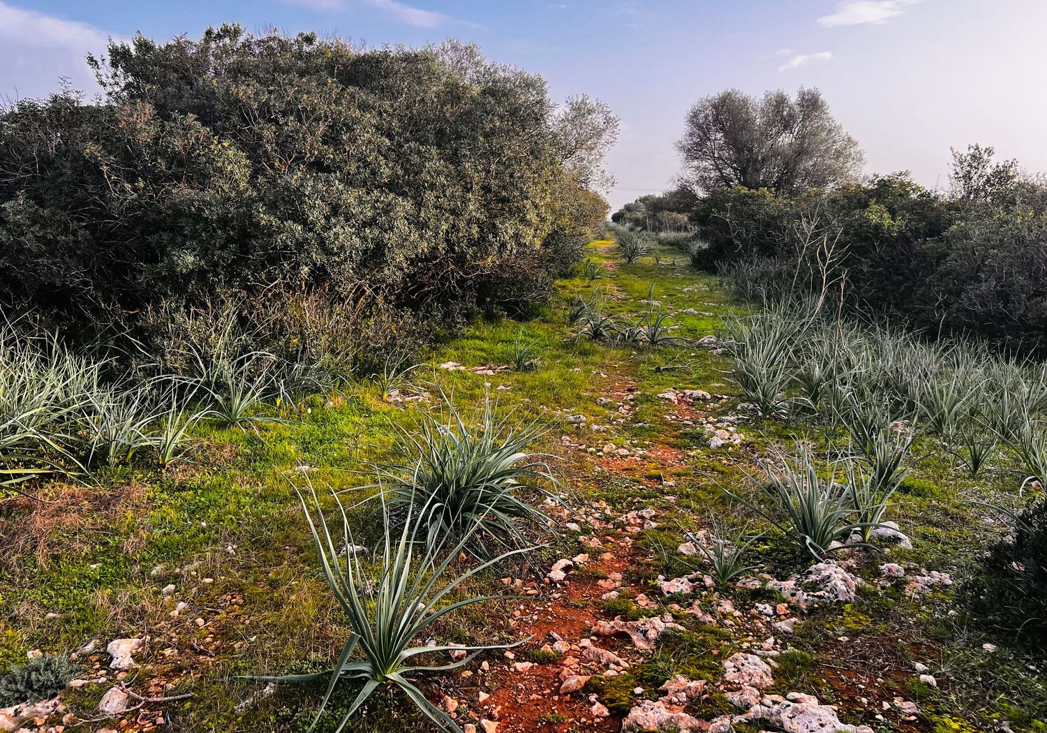 Desert landscape with agave plants and pink flowering bushes along a winding path in springtime.