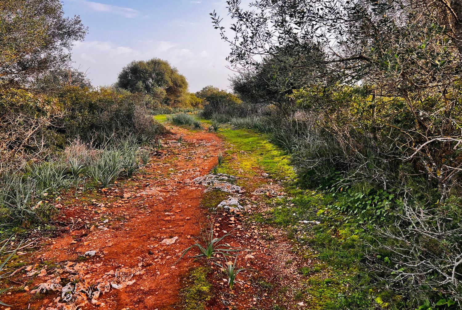 A winding dirt trail with vibrant red soil cuts through lush green vegetation in a natural landscape setting.