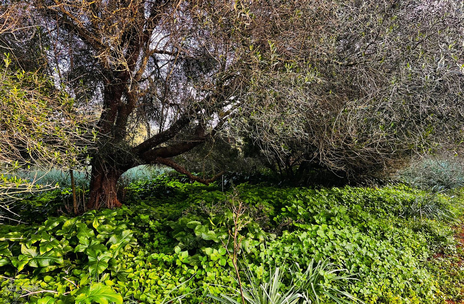 Mediterranean garden landscape with olive trees and vibrant yellow flowers blooming in spring.