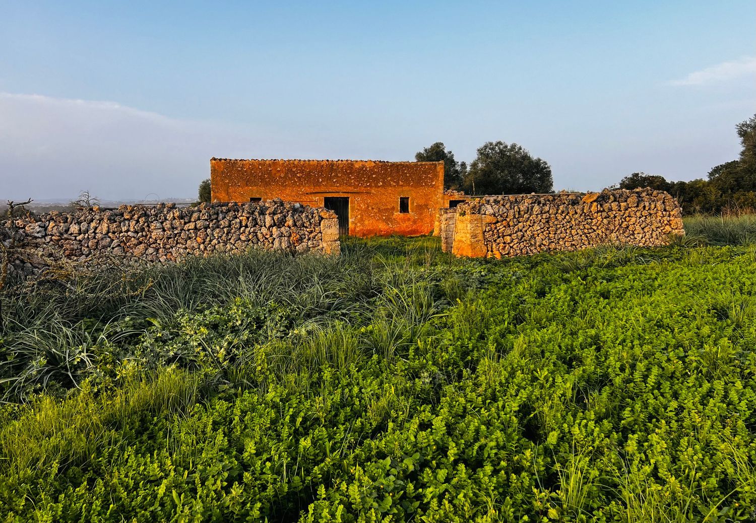 Rows of lush green grapevines stretch across a hillside vineyard with rustic stone buildings in the background.