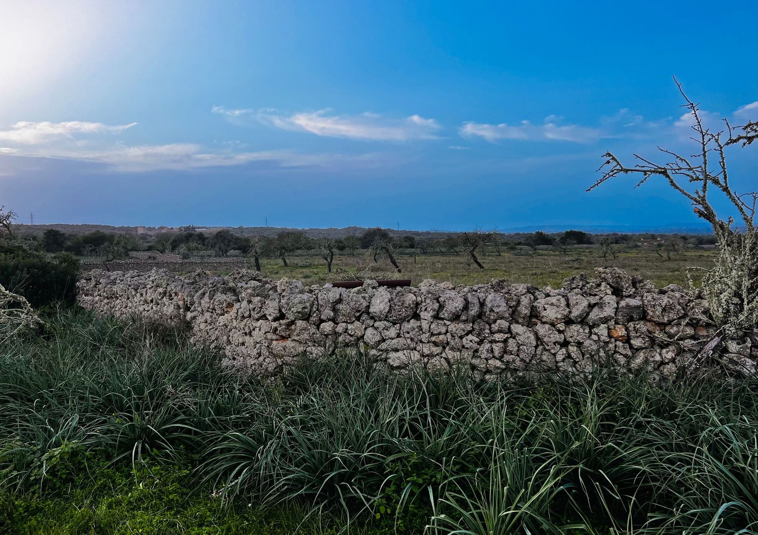 Panoramic landscape view of a coastal area with native grasses under bright blue skies.