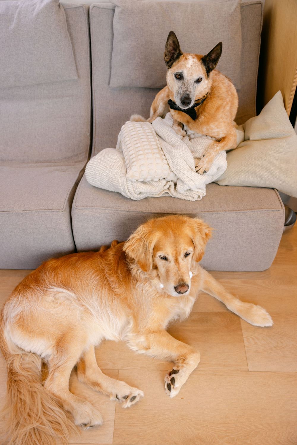 Two dogs relaxing at home, a Golden Retriever on hardwood floor and a red and white dog on gray couch with pillows.
