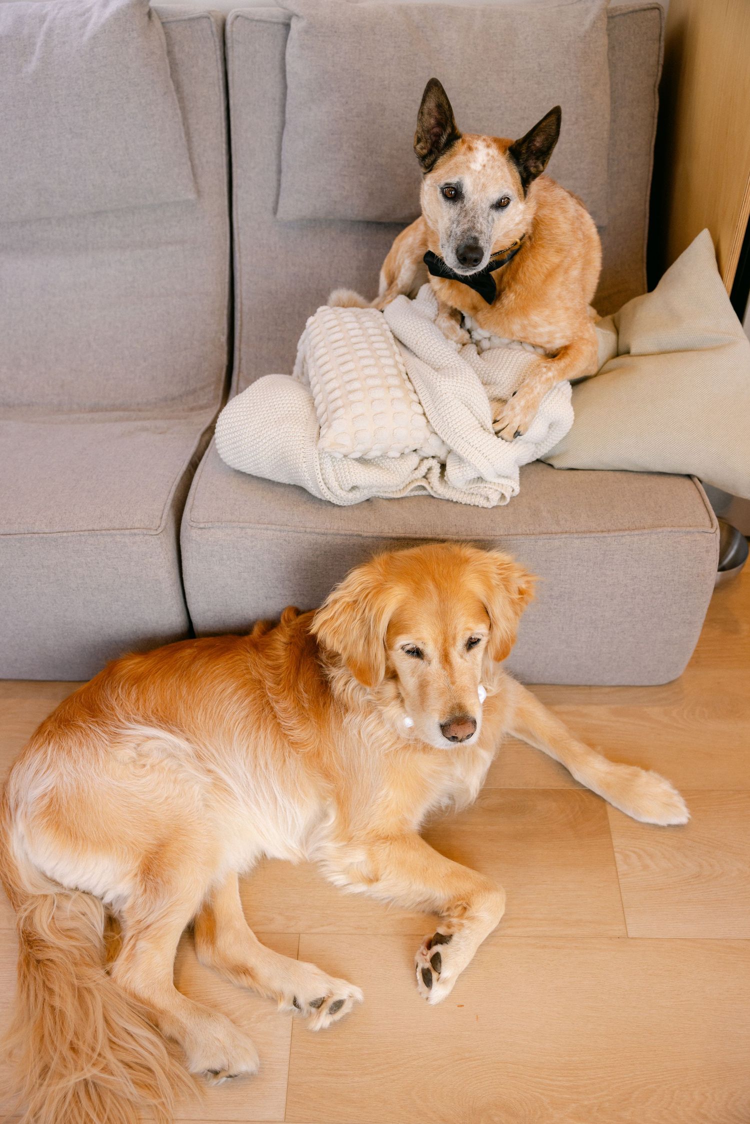 Two dogs relaxing at home, a Golden Retriever on hardwood floor and a red and white dog on gray couch with pillows.