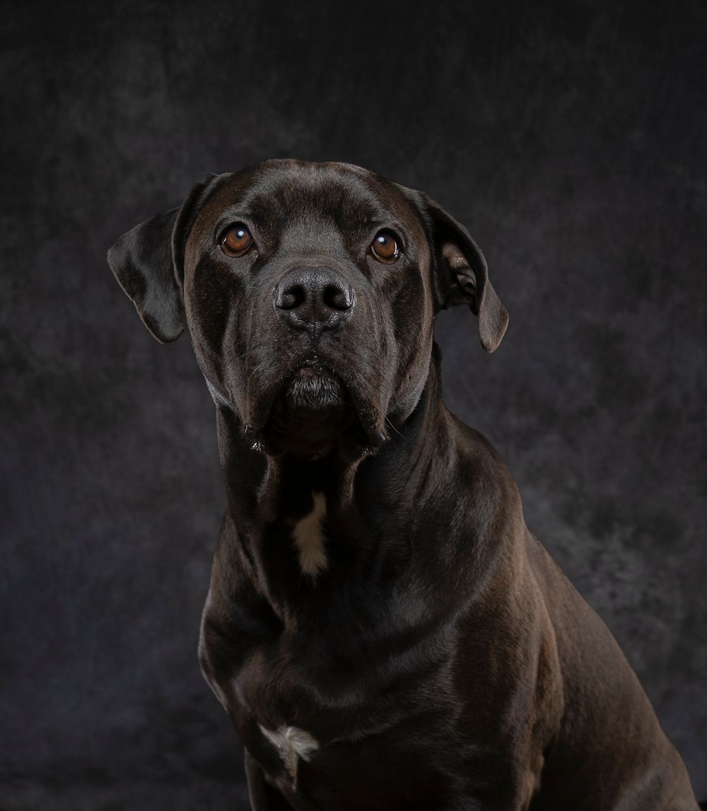 George, lab x rottweiler .  A gentle giant that's loves being in my Filey based home studio